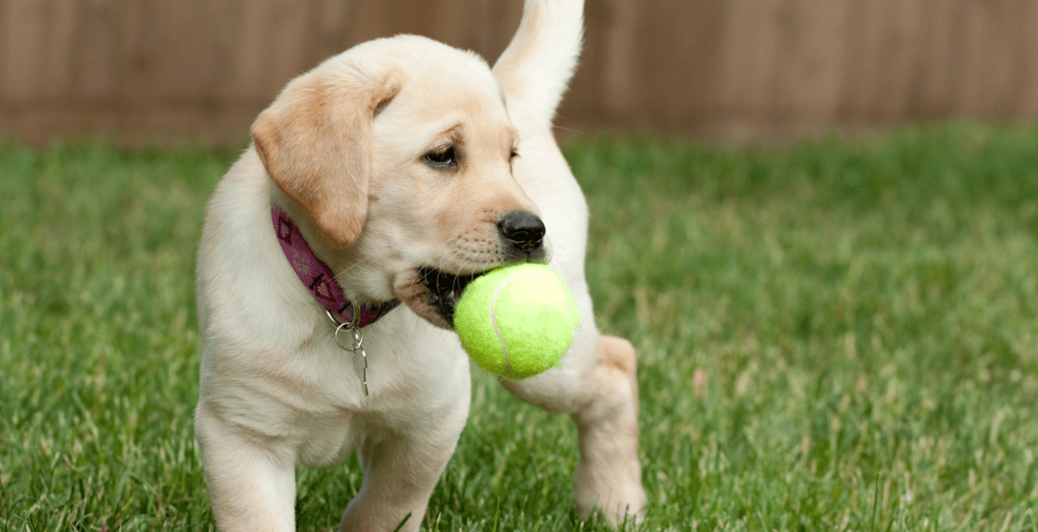 BarkU: K9 Academy