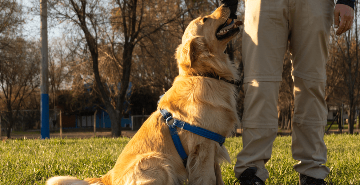 BarkU: K9 Academy