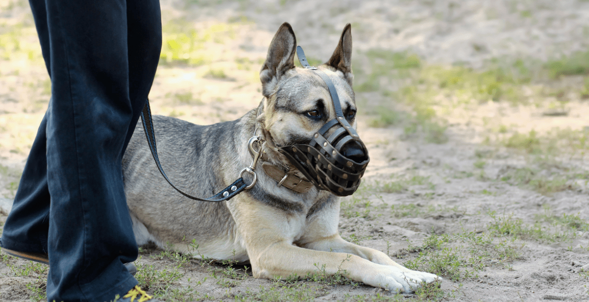 BarkU: K9 Academy