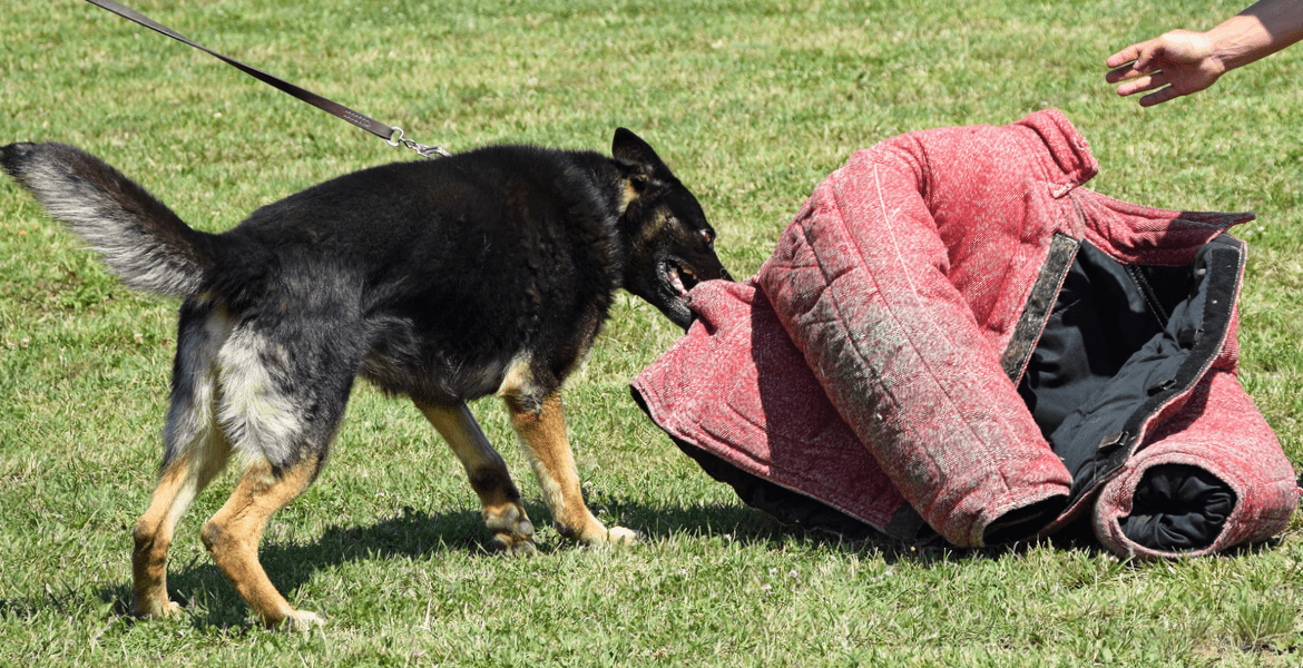 BarkU: K9 Academy