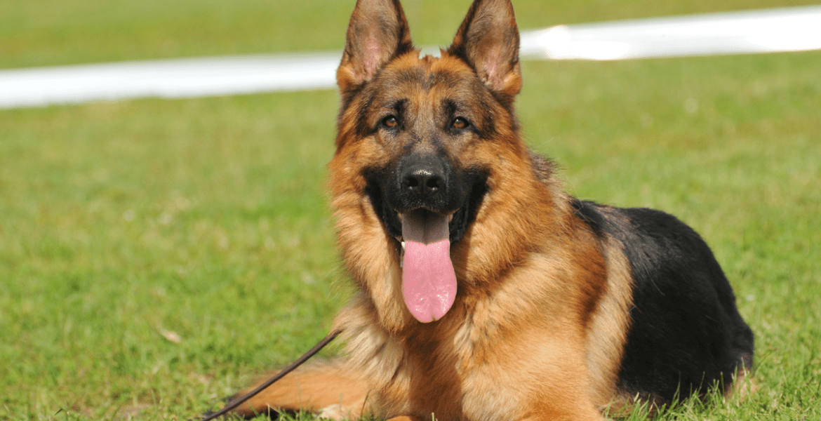 BarkU: K9 Academy